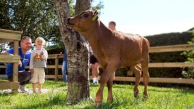 Maden flytter ind DR1