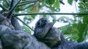 South Americas weirdest animals