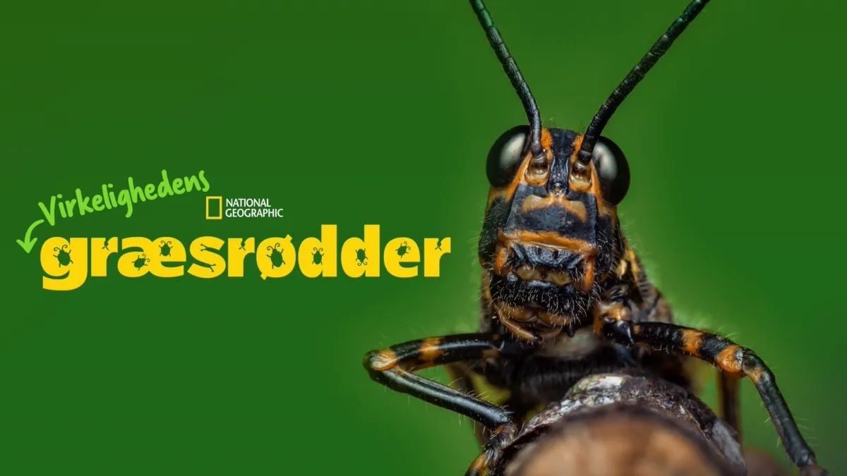 Virkelighedens Græsrødder