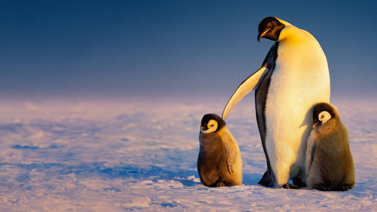 Secrets of the Penguins