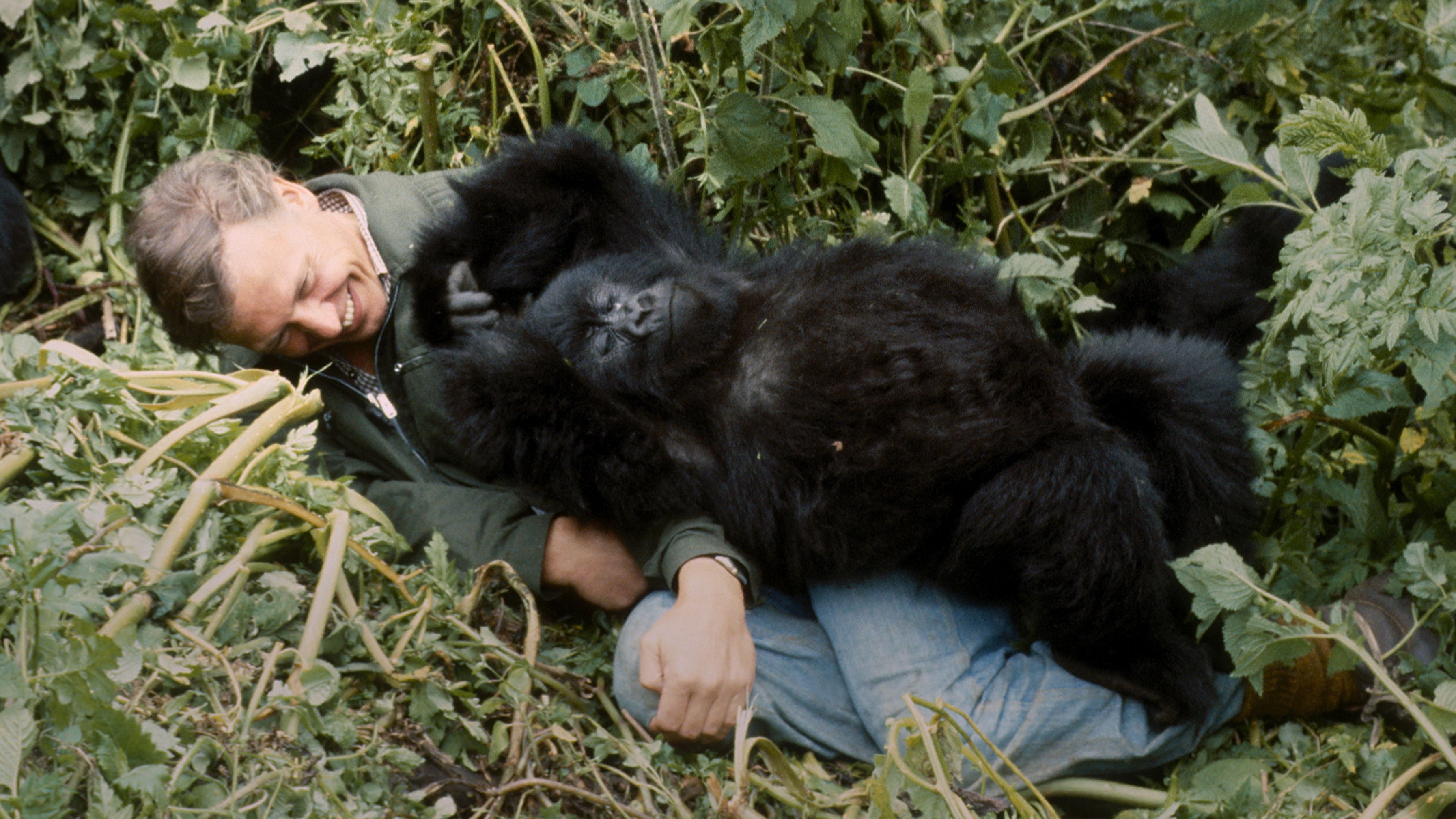 A Gorilla Story: Told By David Attenborough