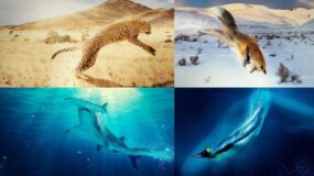 A Year on Planet Earth Viaplay