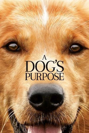 A Dog's Purpose C More