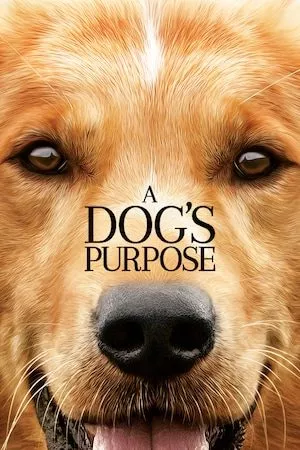 A Dog's Purpose C More