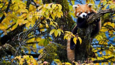 Alletiders Asien DR TV