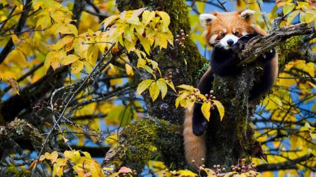 Alletiders Asien DR TV