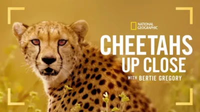 Cheetahs Up Close with Bertie Gregory Disney+