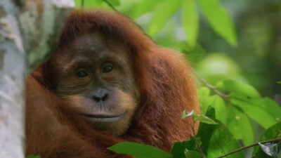 Disneynature’s Orangutan Disney+