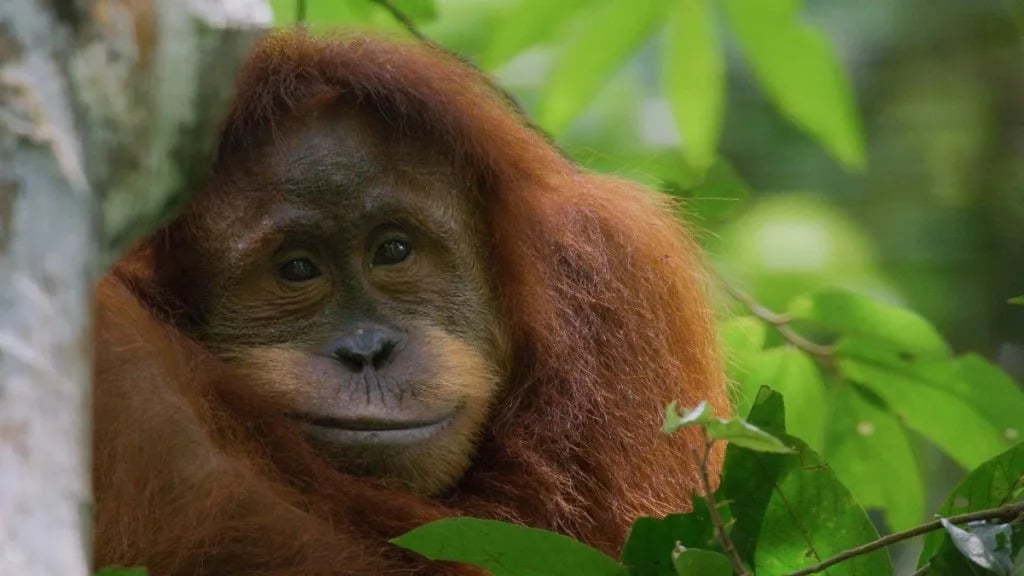 Disneynature’s Orangutan