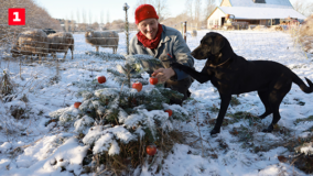Frank & Kastaniegaarden - Juletræsæbler og Julelampe DR TV