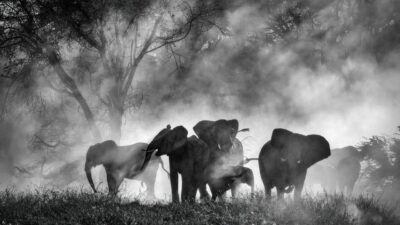 Ghost Elephants Disney+