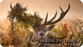 Inside the Forest: Seasons of Wonder Britbox