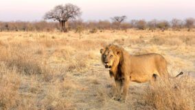 Løvernes Rige - Sæson 1 Disney