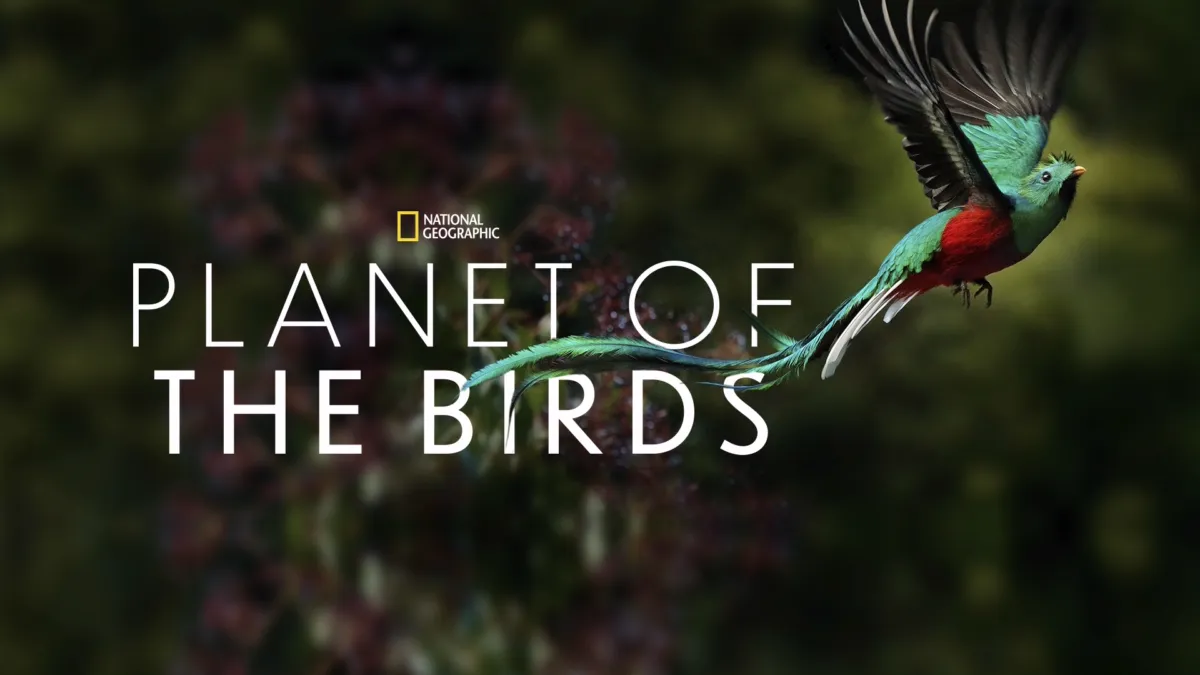 National Geographic’s Planet of the Birds Disney+