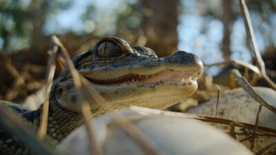 Nightmares of Nature: Cabin in the Woods Netflix