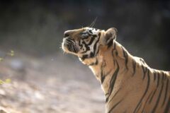 Pragtfulde pattedyr DR TV