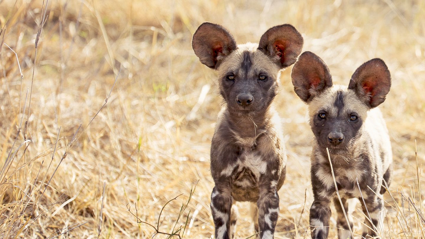 Savage Kingdom - Sæson 3 Disney