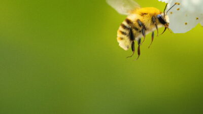 Secrets of the Bees Disney+