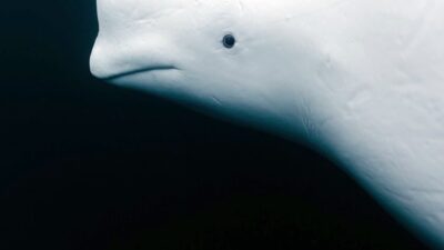 Spionhvalen DR TV