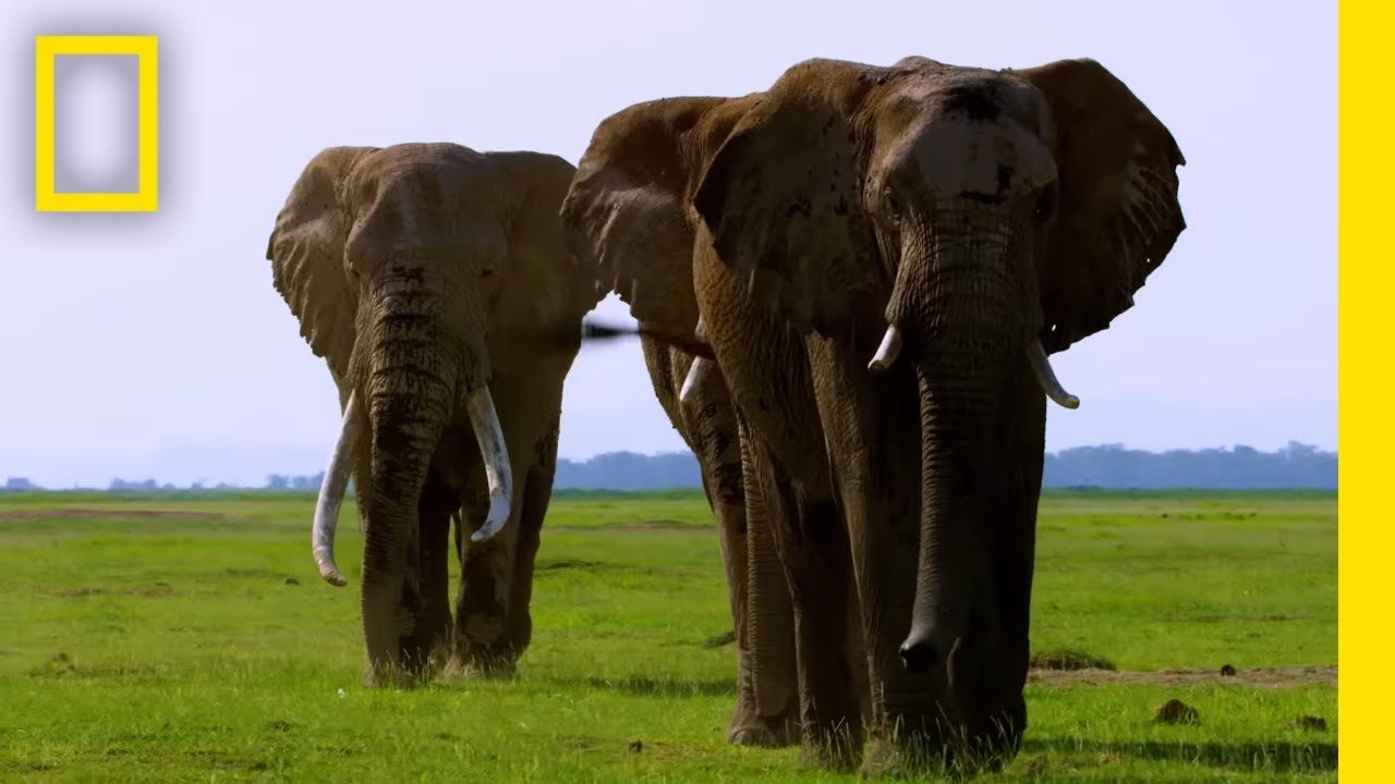 Stream Secrets of Elephants Disney+ Dokumentar